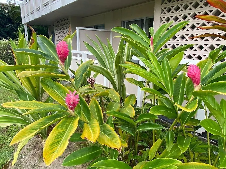 Ideal Coconut Coast Condo Kapa'a
